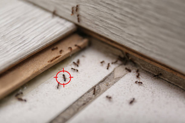 Wasp Removal Services in Centerville, CA